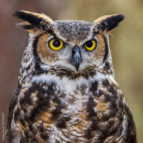 Obraz w ramie Great Horned Owl Portrait