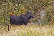 Female Moose, Alces Alces, In Autumn