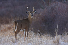White-tailed Deer Buck In Winter