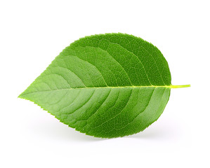 Apple leaf isolated