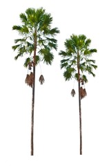 palm trees isolated on a white background