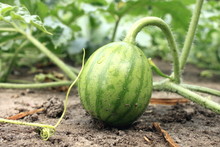 Young Small Watermelon In The Garden In Fine Clear Weather Close-up