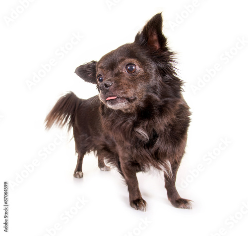 Fototapeta Schwarzer kleiner Hund zeigt Zungenspitze