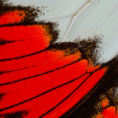 red butterfly wing