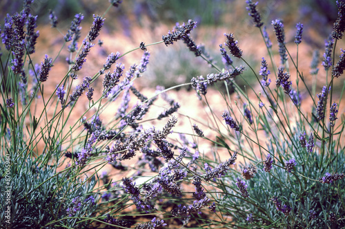 Naklejka na szafę Close Up of Lavender field