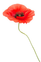 Single Red Poppy Isolated On White