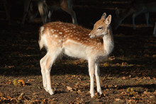 Photo Of A Young Fallow Deer