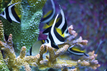 marine angelfish