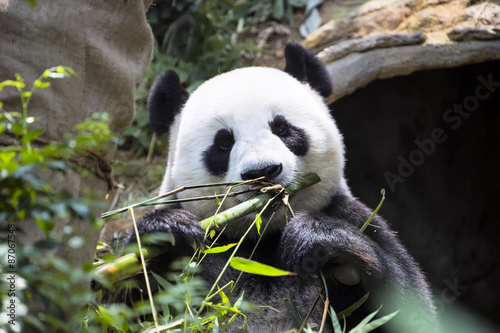 Zdjęcie XXL Giant panda Ailuropoda melanoleuca jedzenia bambusa zoo Singapur