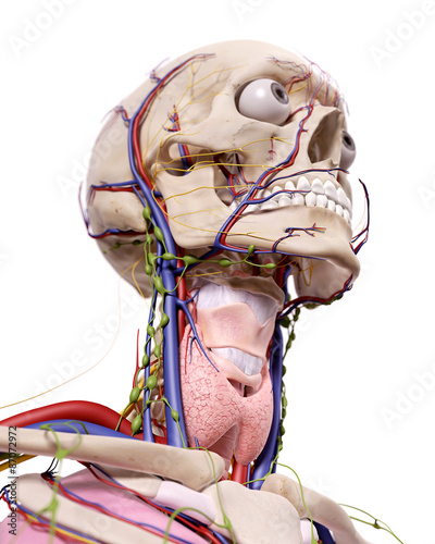 Naklejka dekoracyjna medical accurate illustration of the head anatomy