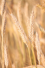 Rye growing on field