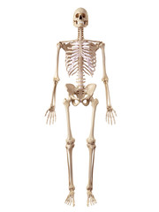 medical accurate illustration of the human skeleton