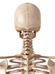 medical accurate illustration of the human skull and neck