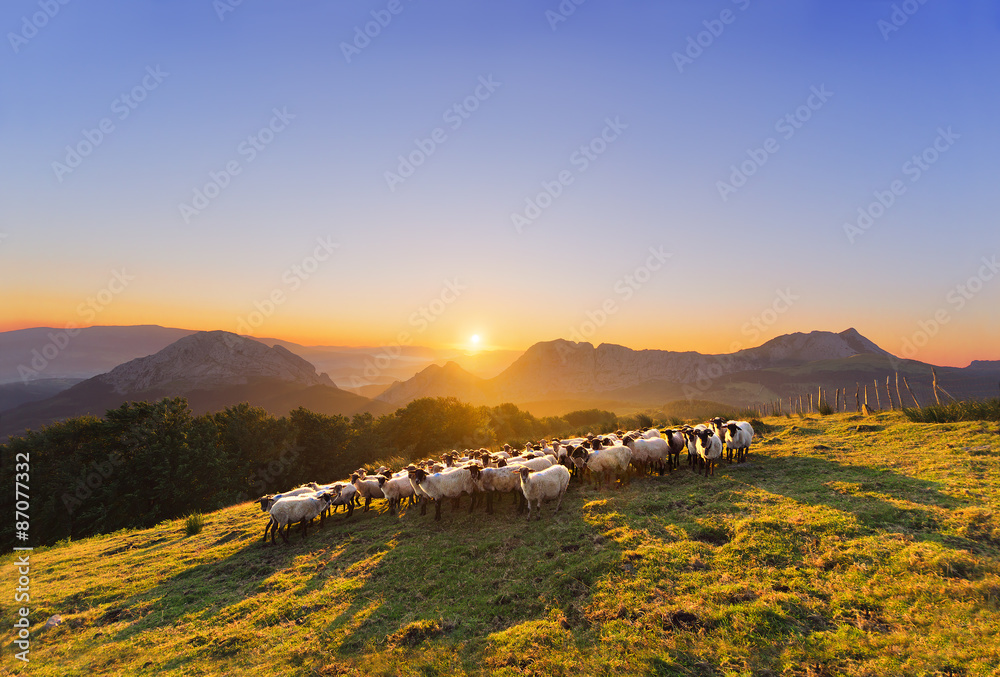 flock of sheep in Saibi mountain