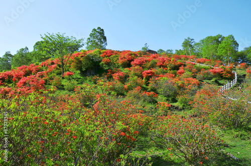 群馬県赤城山 つつじ群生地 Stock Photo Adobe Stock