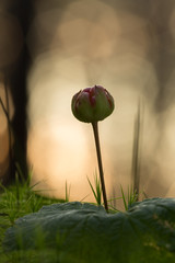 Canvas Print - Cloudberry, Rubus chamaemorus fruit in sunset colors