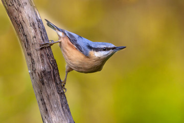 Poster - European nuthatch clinging