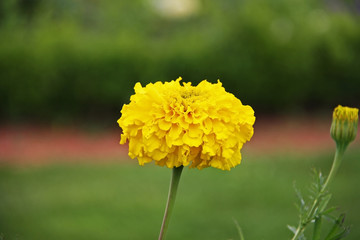 Close up of the chrysanthemum flower