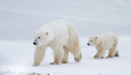 polar bear mom and cub walking on the ice