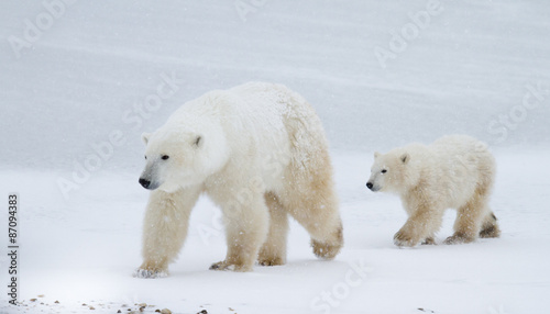 Fotografía Polar bear mom and cub walking on the ice