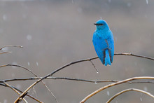 Mountain Bluebird In The Rain