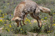 coyote pouncing