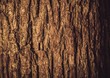 Bark, Tree, Wood.