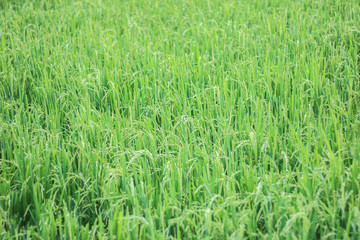 The beautiful landscape of rice fields in Thailand.