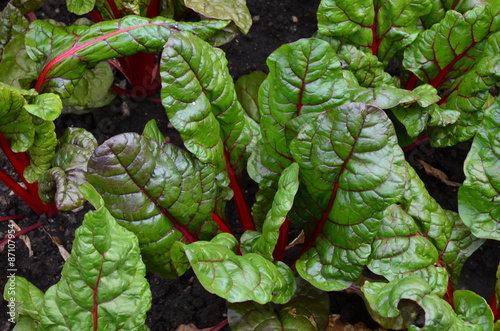 Mangold wächst im Garten – Stock-Foto | Adobe Stock