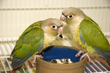 Cinnamon Green Cheek Conures Eating