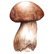 Watercolor white mushroom porcini vector isolated