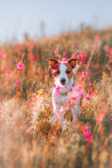 Wall Mural - Dog in flowers Jack Russell Terrier