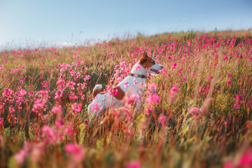 Dog in flowers Jack Russell Terrier