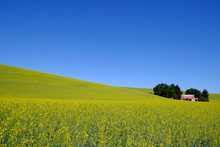 A  Field With  Bright Yellow Canola Flowers Under A Blue Sky In The Palouse Region,  United States.