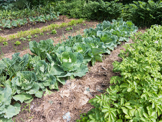 Wall Mural - Vegetable Garden