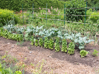 Wall Mural - Vegetable Garden