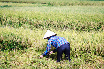 rice fields in vietnam