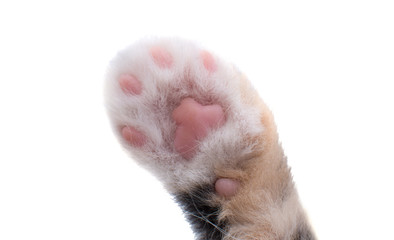 Canvas Print - cat paw isolated