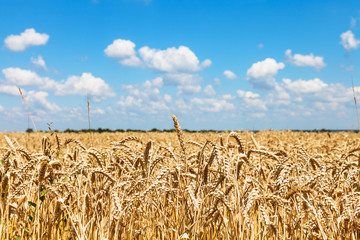 Wall Mural - ears of ripe wheat in rural field under blue sky