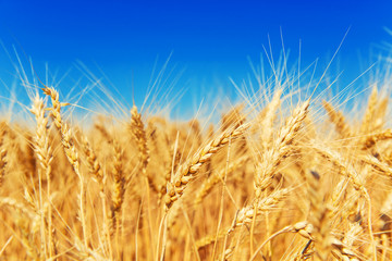 Gold wheat field and blue sky