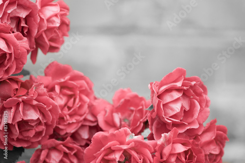 Fototapeta na wymiar pink roses on a black and white background