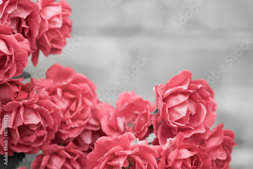 Naklejka nad blat kuchenny pink roses on a black and white background