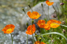 Poppies In Front Of A Creek