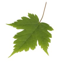 Maple Leaf On A Clean White Background