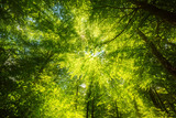 Fototapeta Natura - Sonnenlicht auf Blätterdach