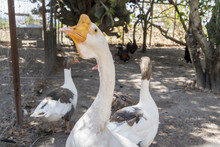 Head Of A White Chinese Goose