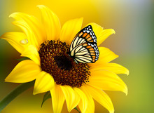 Yellow Sunflower With A Butterfly. Vector.