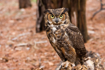 great horned owl