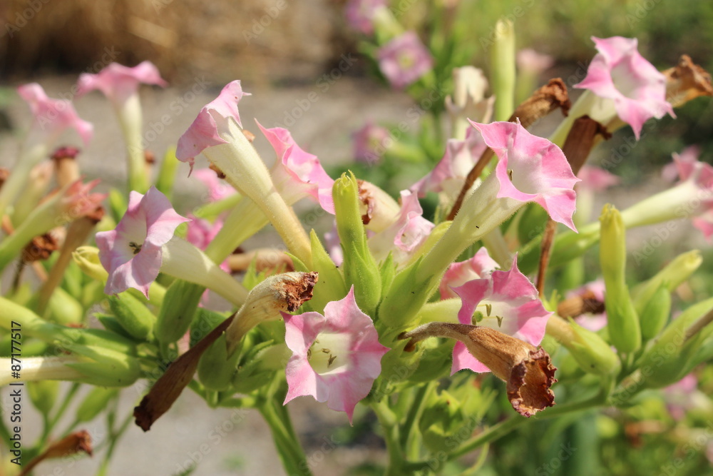 what is the scientific name of tobacco Pinkish 