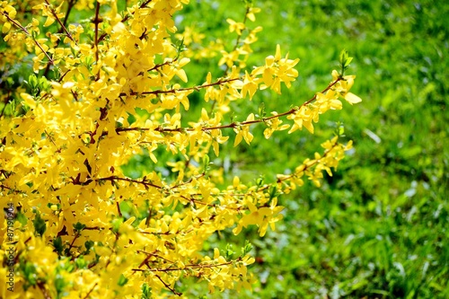Cuadros en Lienzo Yellow flowers of forsythia on spring, april